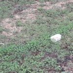 discarica nel boschetto