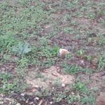 discarica nel boschetto