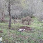 discarica nel boschetto